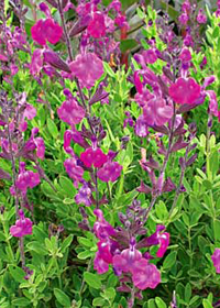 Salvia greggii 'Ultra Violet'